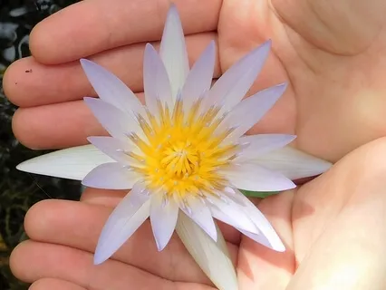 Cultivating Self Appreciation