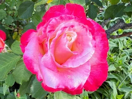 Cultivating Self-Compassion