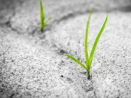 Cultivating Steadiness Grounding Into The Breath And The Body