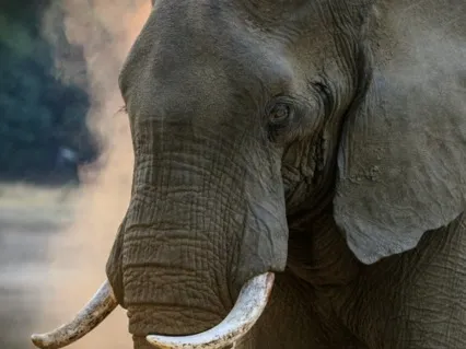 Cultivating Strength Meditation