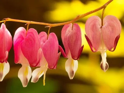 Cultivating The Garden Of Your Heart