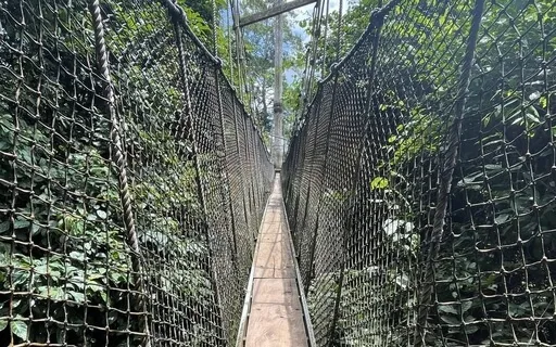 Cultivating The Witness