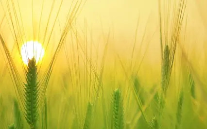 Cultivating Trust, A Movement Practice 