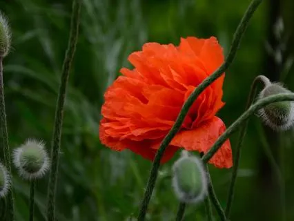 Cultivating Well-Being Through Self-Kindness