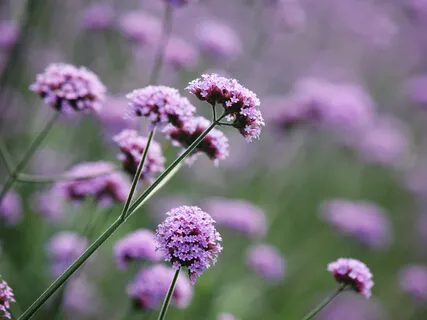 Cultivating Well-being, Embracing Suffering