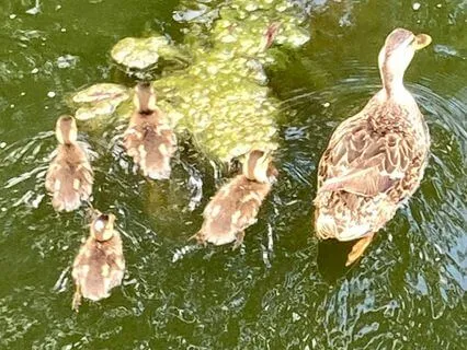 Cultivating Wise Hope Wishing Understanding Desire