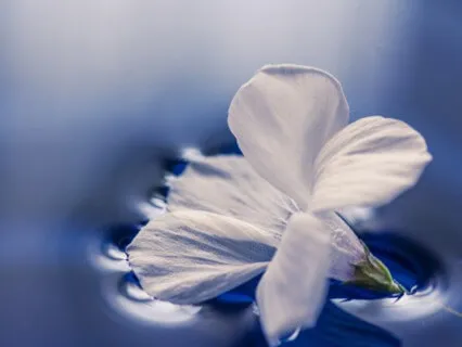 Cultivating Your Inner Land