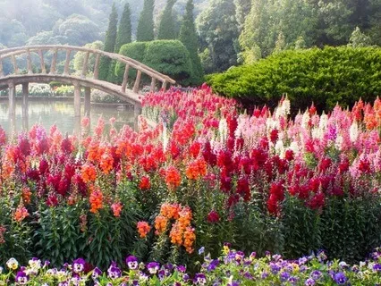 Cultivating Your Mind's Garden: A Whimsical Meditation