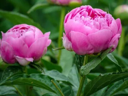 Cultiver Le Courage – Botan