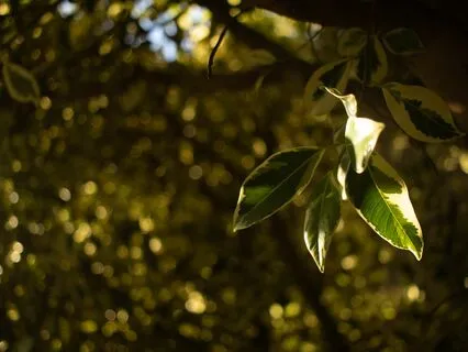 Cultural Silhouettes - Shadows Of Ancestors