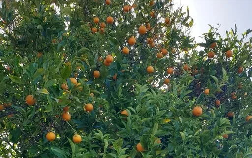 Cure | Piano Meditation | Fall Into The Flow Of The Melody