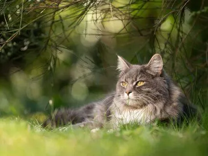 Curiosity Affirmations