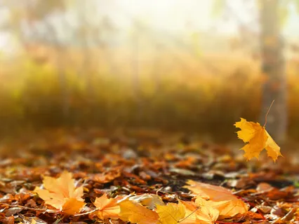 Cusp Of Autumn Nidra To Offer Deep Rest And Soothe