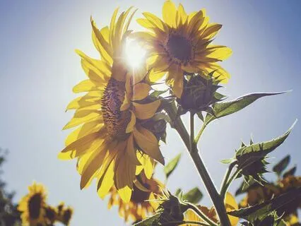 Cycle Of Breath Gratitude Meditation