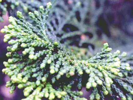 Cypress Tree's Wisdom: Talk, Poem & Guided Practice