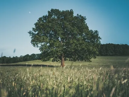 Наблюдение За Дыханием
