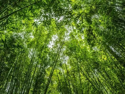 Da Lu Singing Bowls (Chinese Chromatic Scale)