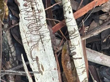 Dadirri: Deep Listening And Still Awareness