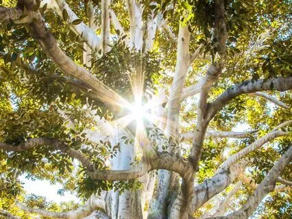 Daily Abundance Boost