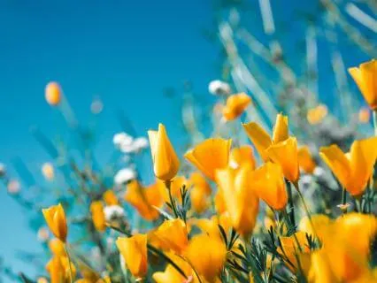 Daily Abundance & Wealth Attunement