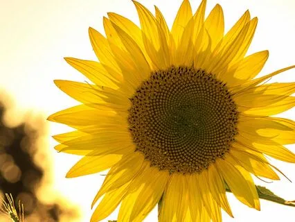 Daily Affirmations To Empower Your Mind