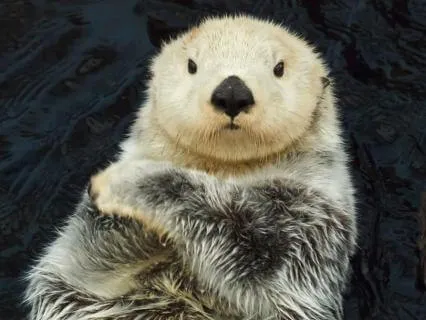 Daily Animal Oracle: Otter For Joy