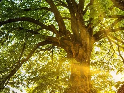 Morning Arrival – Woodland Meditation For Peace