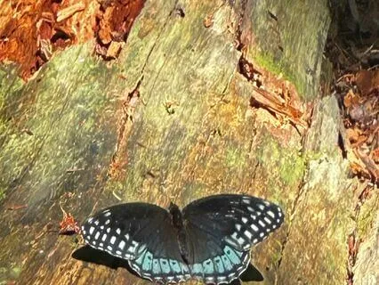 Daily Awakening Meditation: Ignite Your Source And Potential