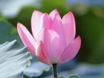 Daily Balm:  New Beginnings