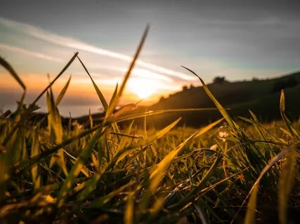 Daily Balm: Rest & Relaxation