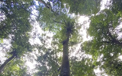 Daily Breathing Meditation: Breathing With Nature