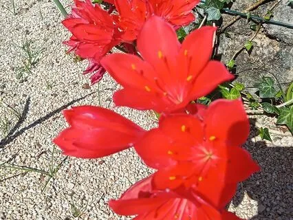 Daily Chakra Balancing With Reiki: Root Chakra