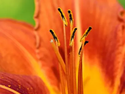 Daily Chakra Balancing With Reiki: Sacral Chakra