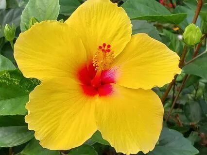 Daily Chakra Balancing With Reiki: Solar Plexus