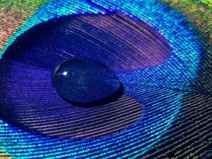 Daily Chakra Practice With Your Pet | Calm, Joy, Connection