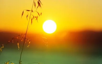 Daily Check-In Meditation