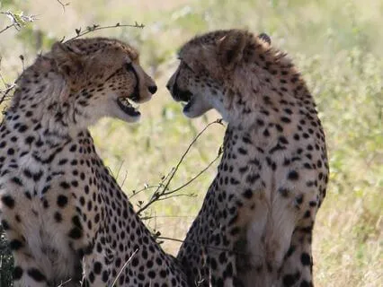 Daily Cheetah Oracle: Focused Energy & Bold Action