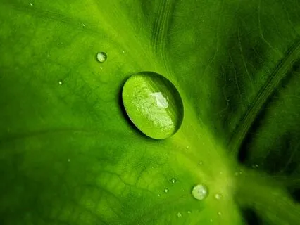 Daily Drop Of Gratitude: Nature