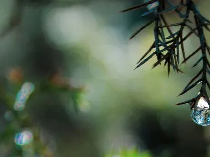 Daily Drop Of Gratitude: Life Itself