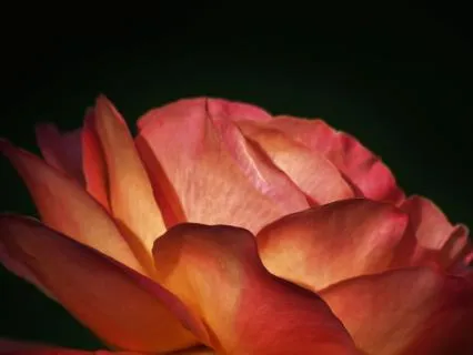 Daily Energy Protection