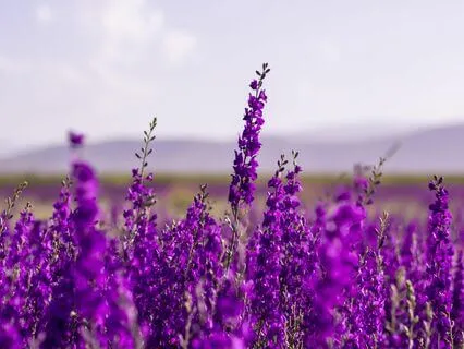 Daily Gratitude For Your Body: A Journey Of Self-Love