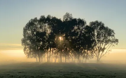 Peaceful Mind: A Daily Gratitude Practice