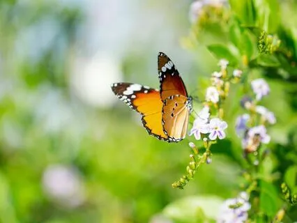 Daily Gratitude Meditation