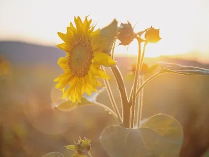 Daily Gratitude Practice