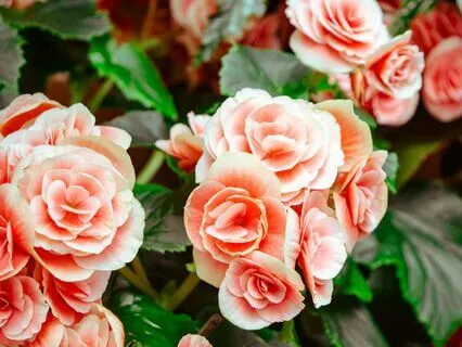 Daily Gratitude Prayer