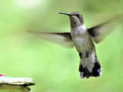 Daily Inspiration:  Vocalizations For Nervous System Balance