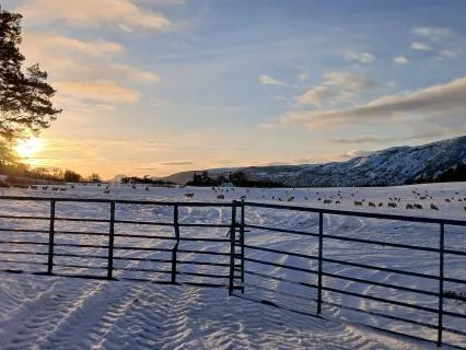 Daily Intention Set (voice Only)