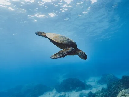 Daily Living Meditation: Slow Living