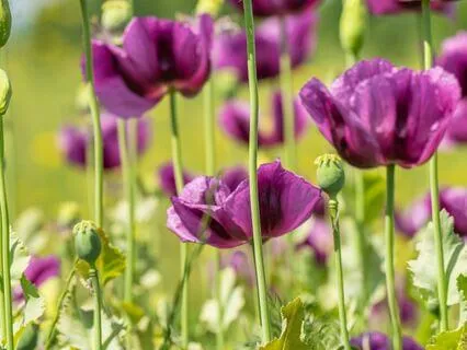 Daily: Look To The Light And Activate Your Cosmic Self