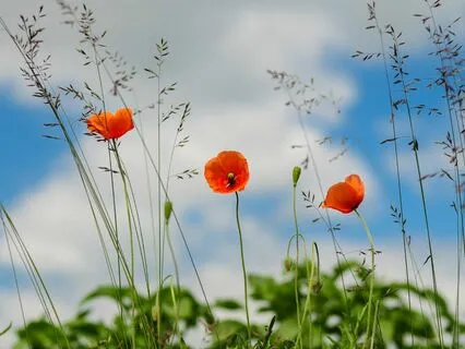 Daily Magic For Peace | #101 | Best Of | A Kite